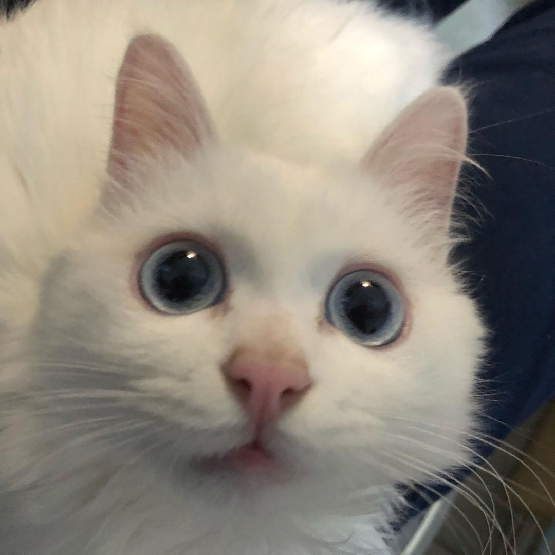 李破猫