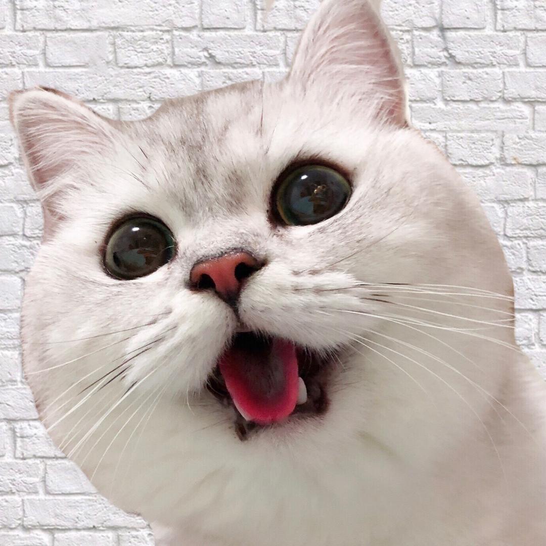 家有皮九妹🐱