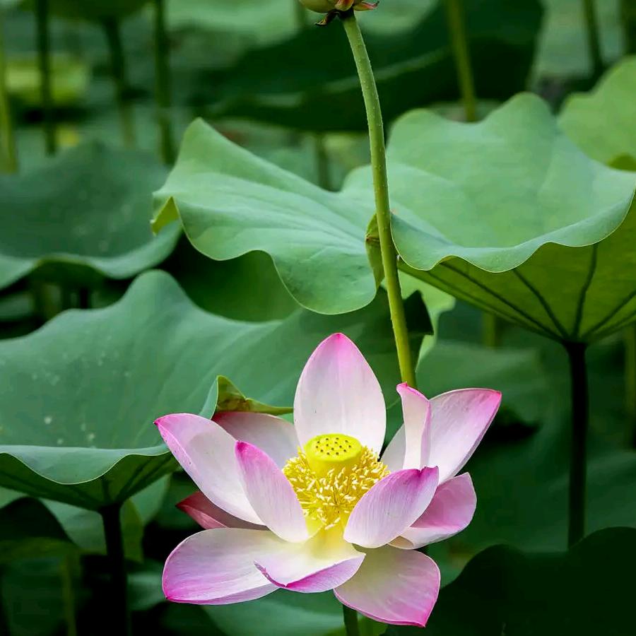 开心快乐每一天🐹