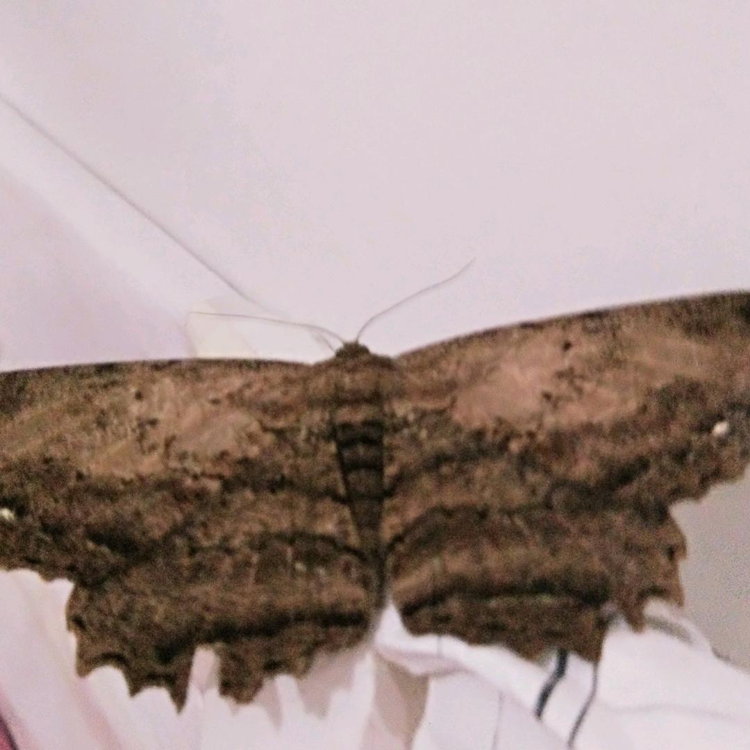 qin爸比