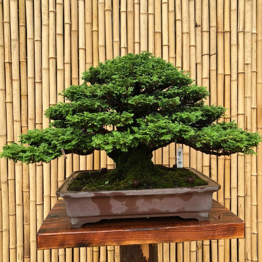 大鲍盆景有限公司
