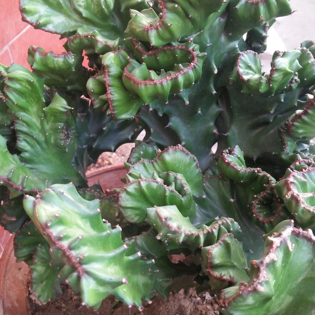 莲