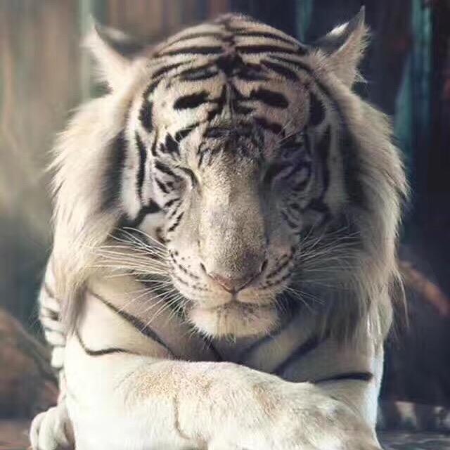 吉吉