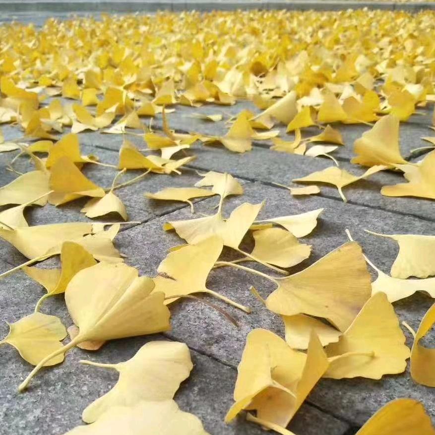 ✨农村🌻小美✨