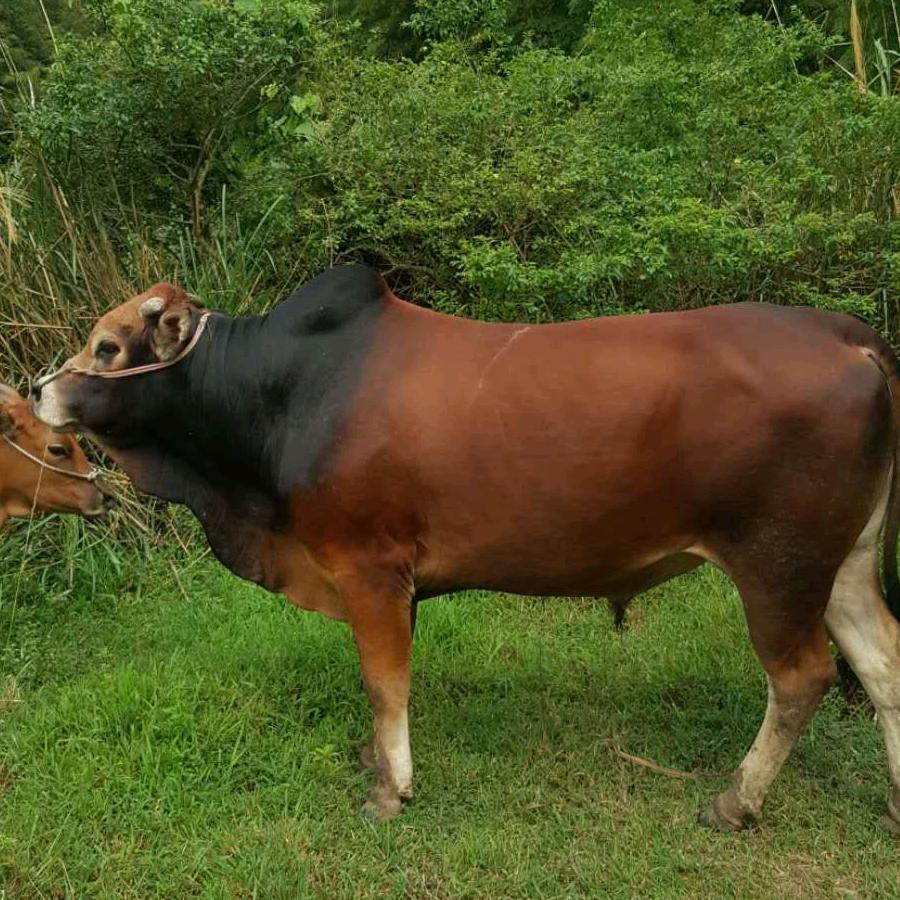 倪林光