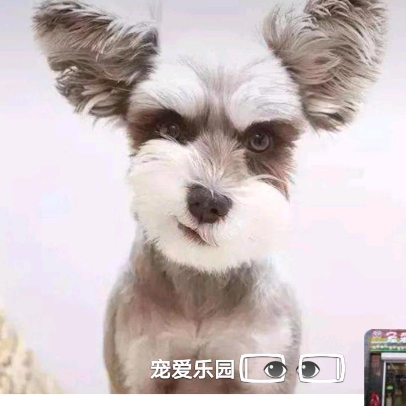 宠爱的乐园宠物店