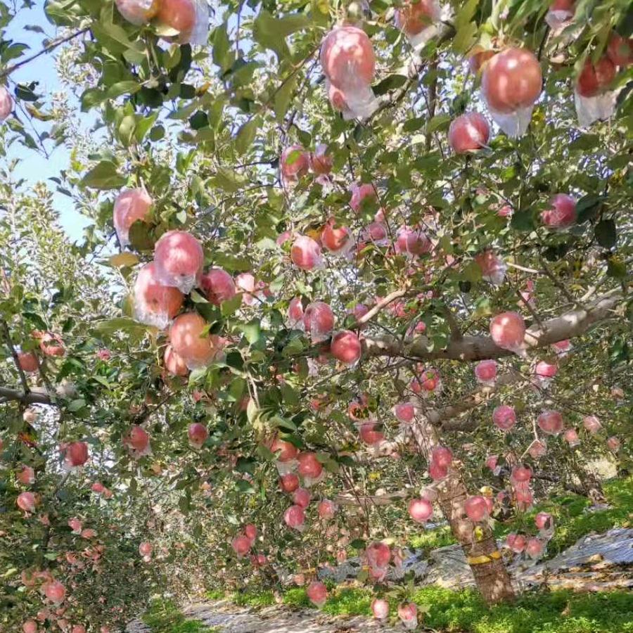 🍎红富士🍎
