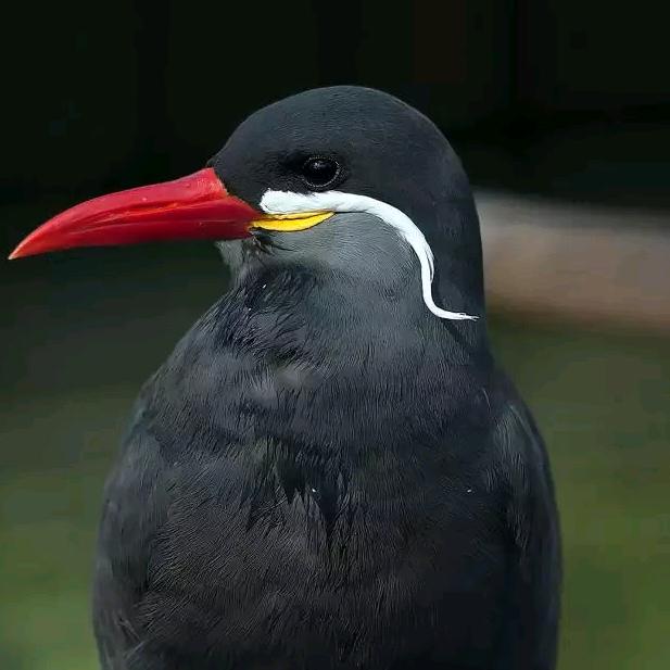 论道