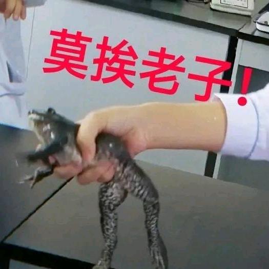 酒神桃哥