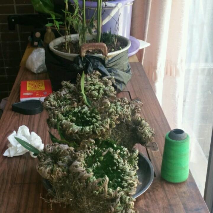 鸟儿🌹独挡风雨