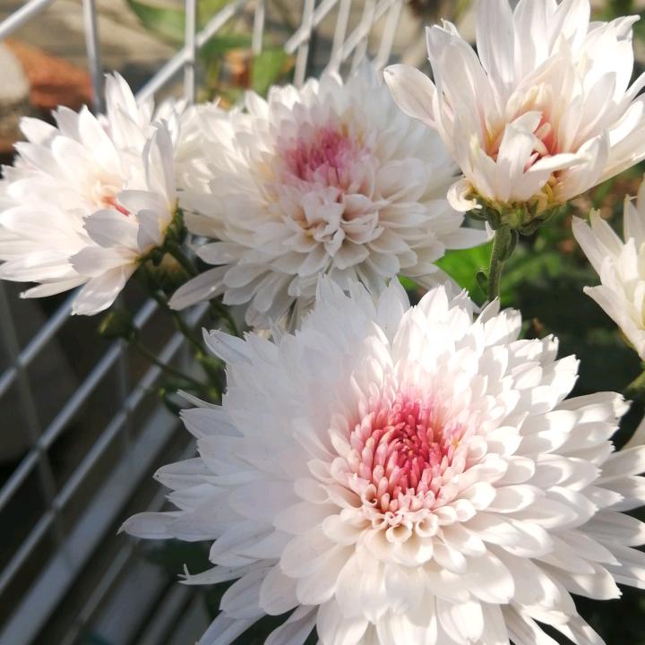 岩上花开