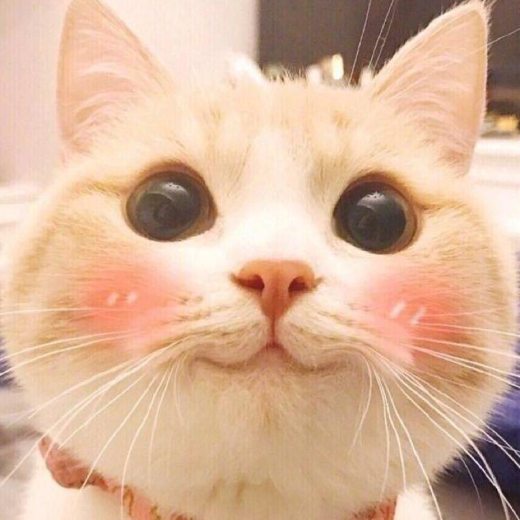 一条鱼小妹