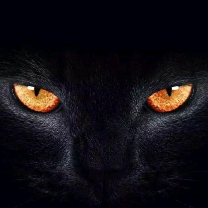 黑猫电影🔥