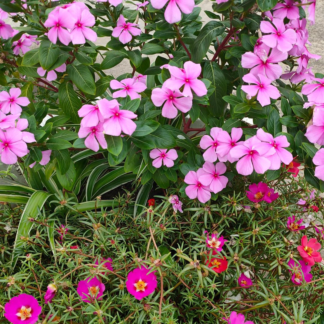 静看花开