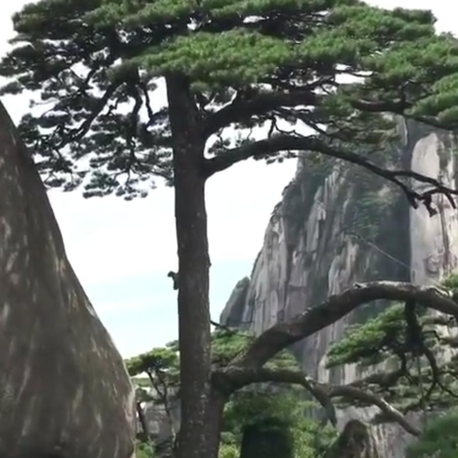 迎客松