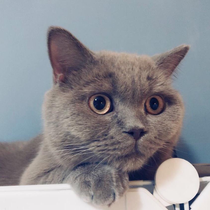 我是傻喵喵喵喵喵呀