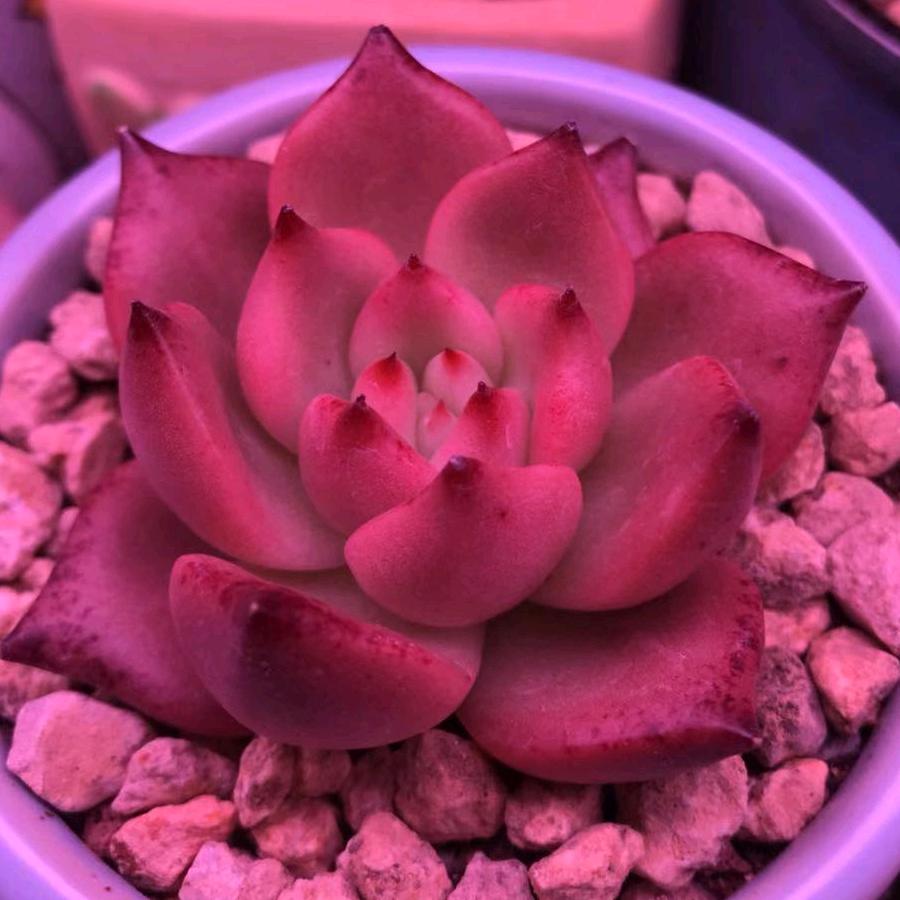 聚们惠州市聚们科技有限公司灯具专卖店