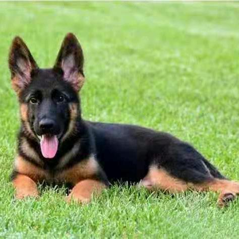 嘉佑犬业