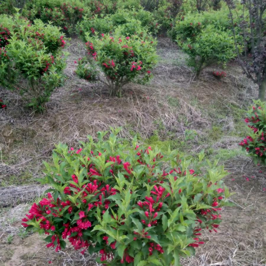 光山县锦园伟业农业发展有限公司