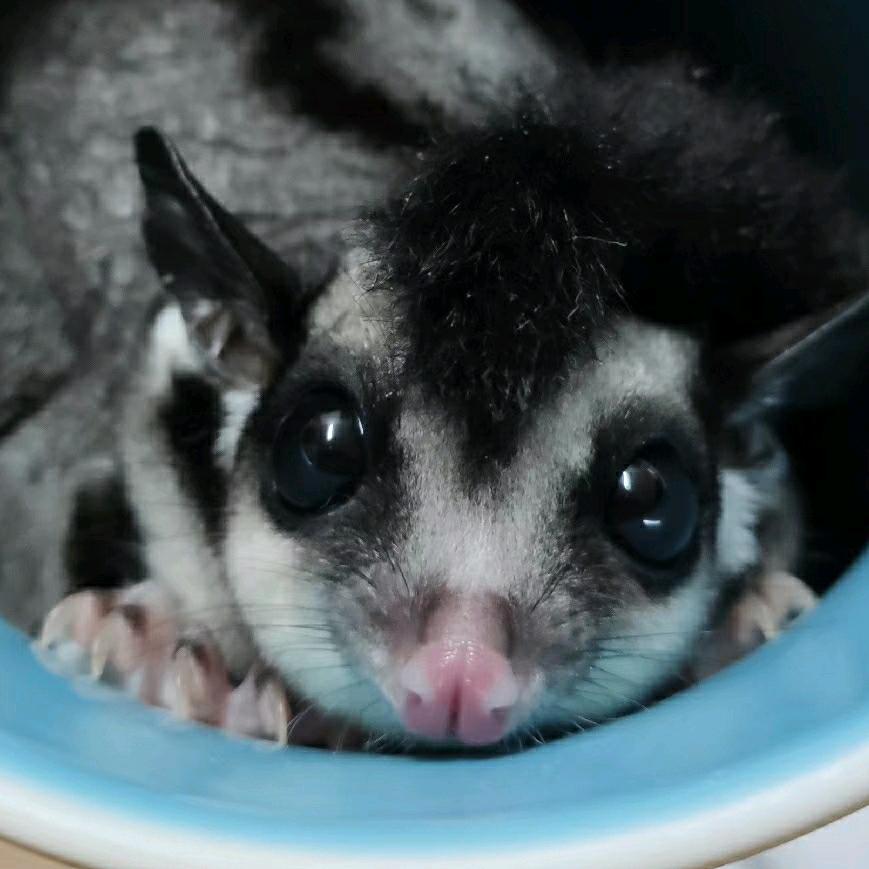 Candy是个小天使