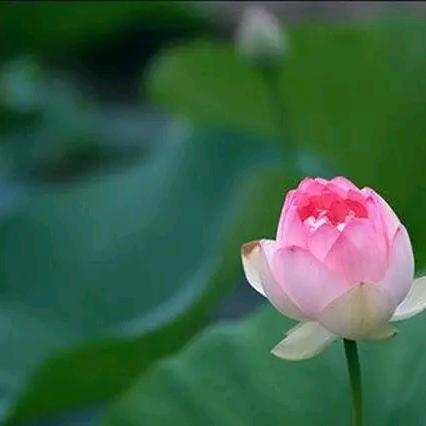 宁静致远