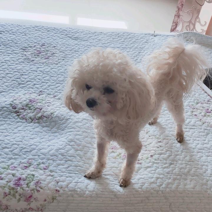 张香