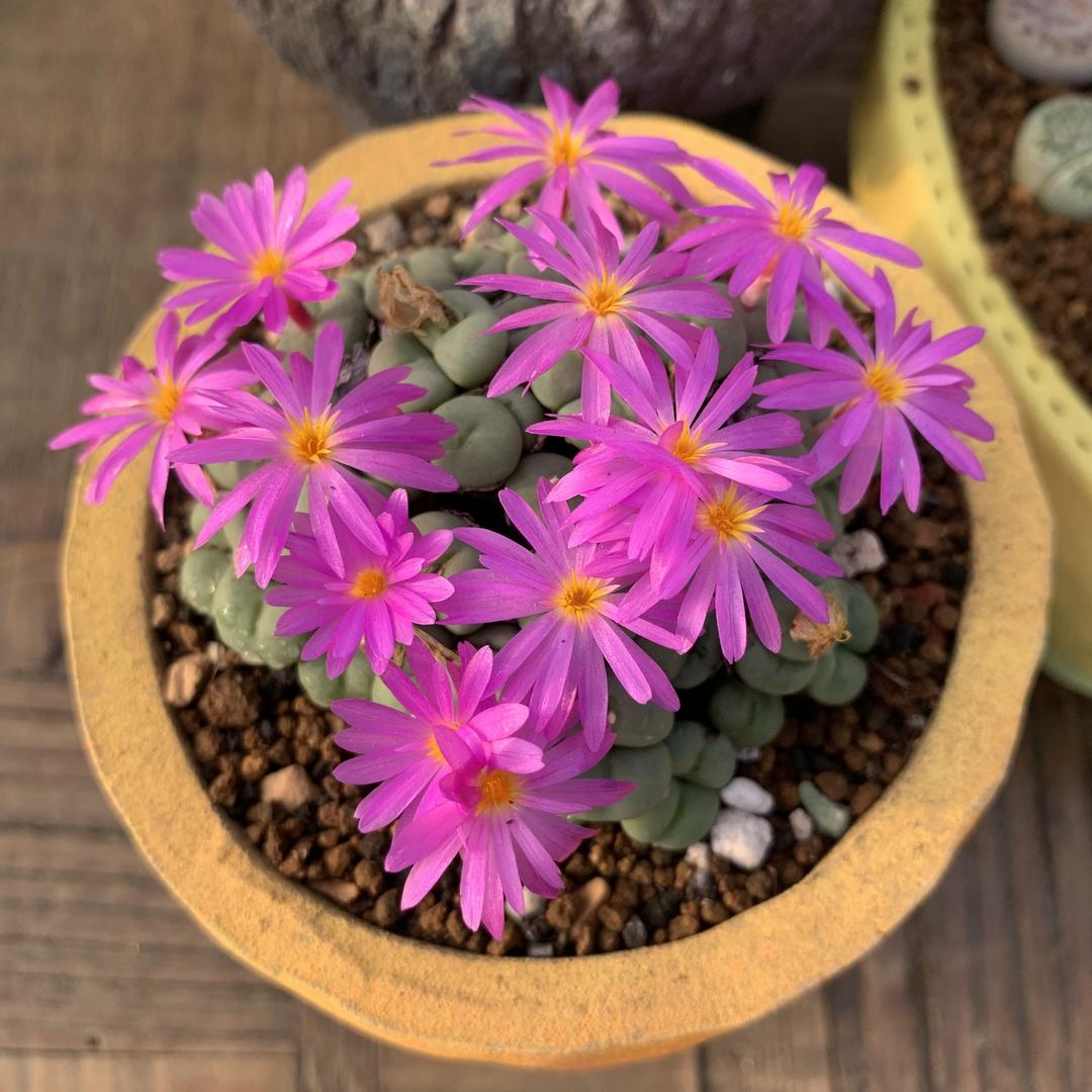 爱绘园艺-生石花