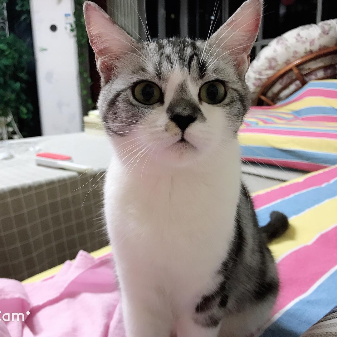 豆包是只🐱