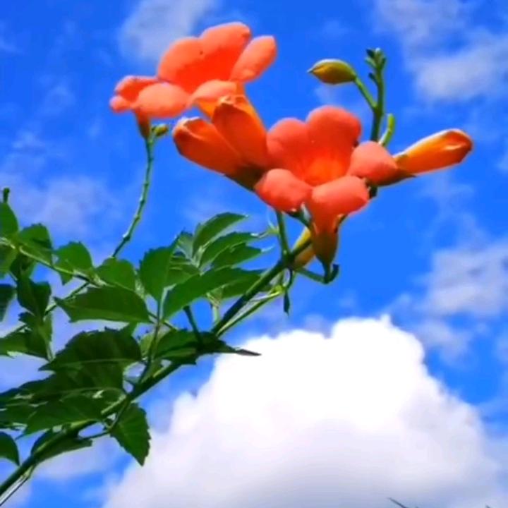 畅月便