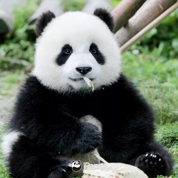 嗡嗡