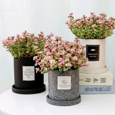 上海景朗多肉基地