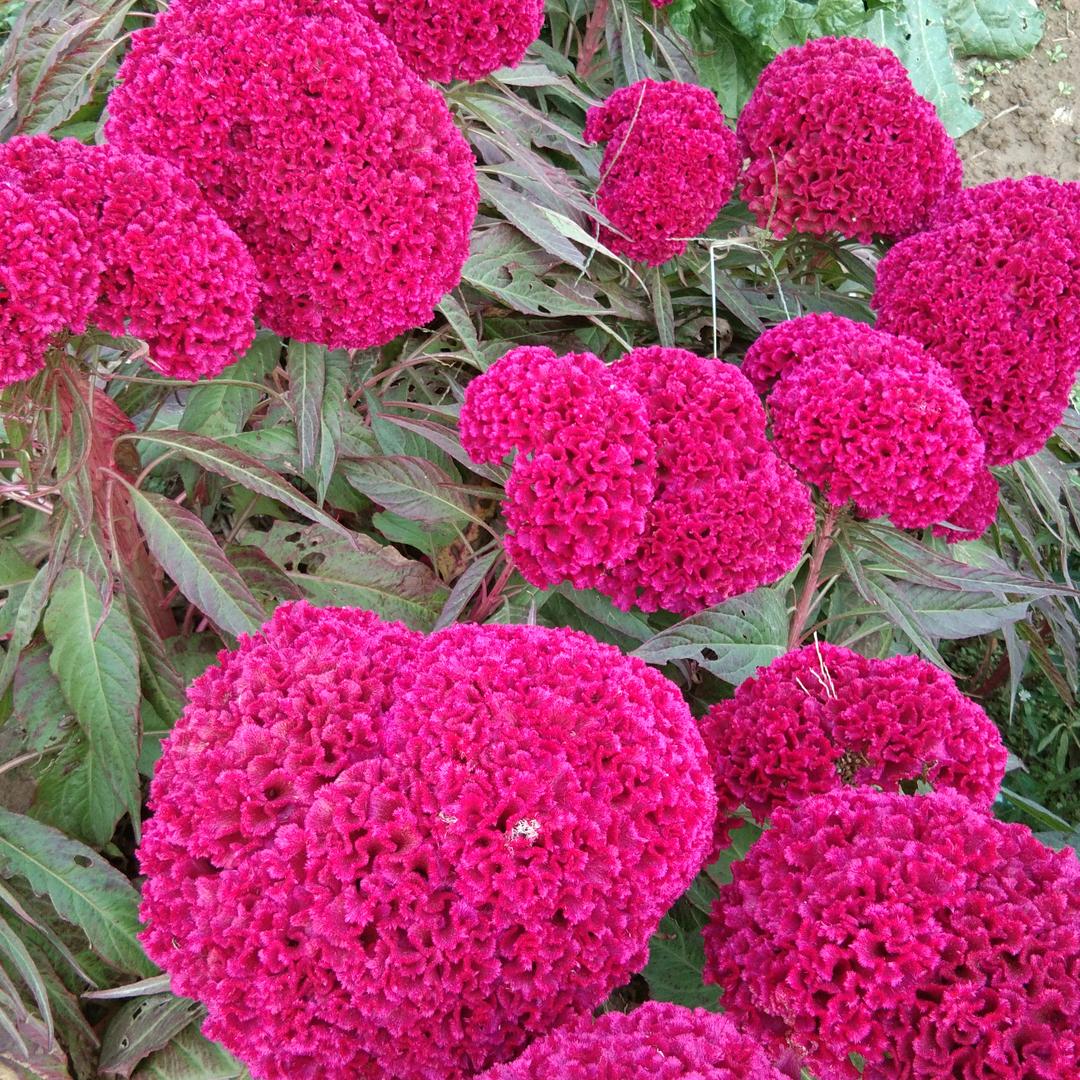 天天都有(回族)