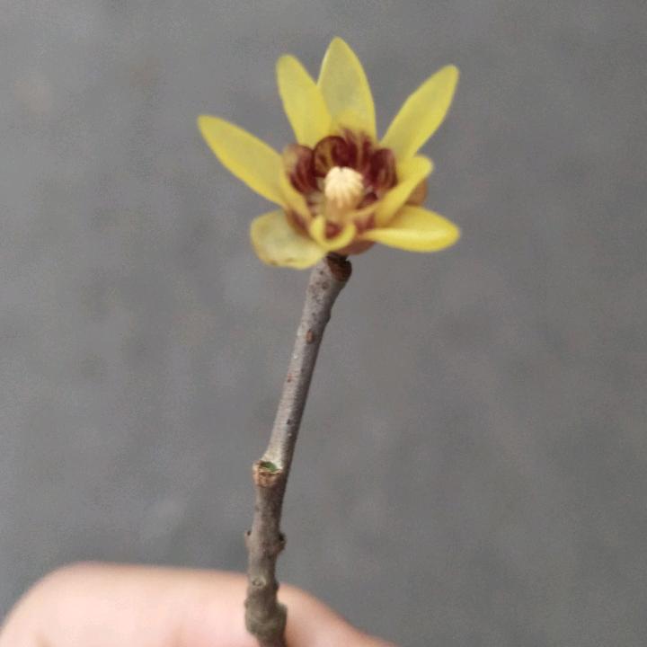 杨桃爸爸