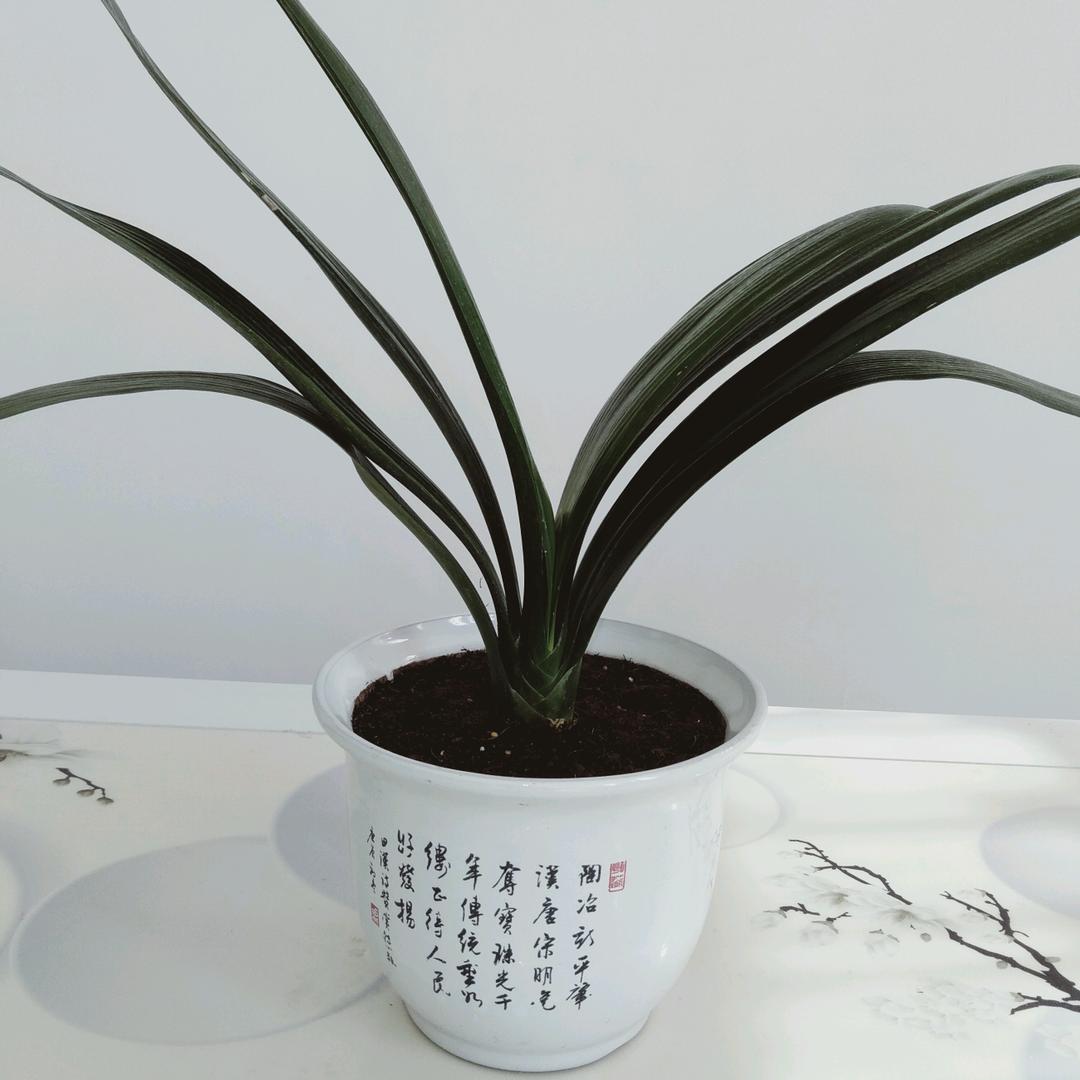 良孑