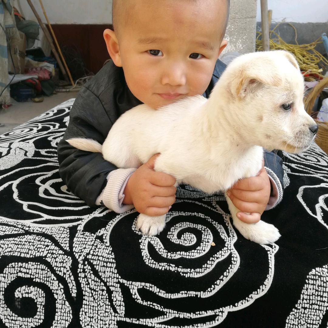 玉梅
