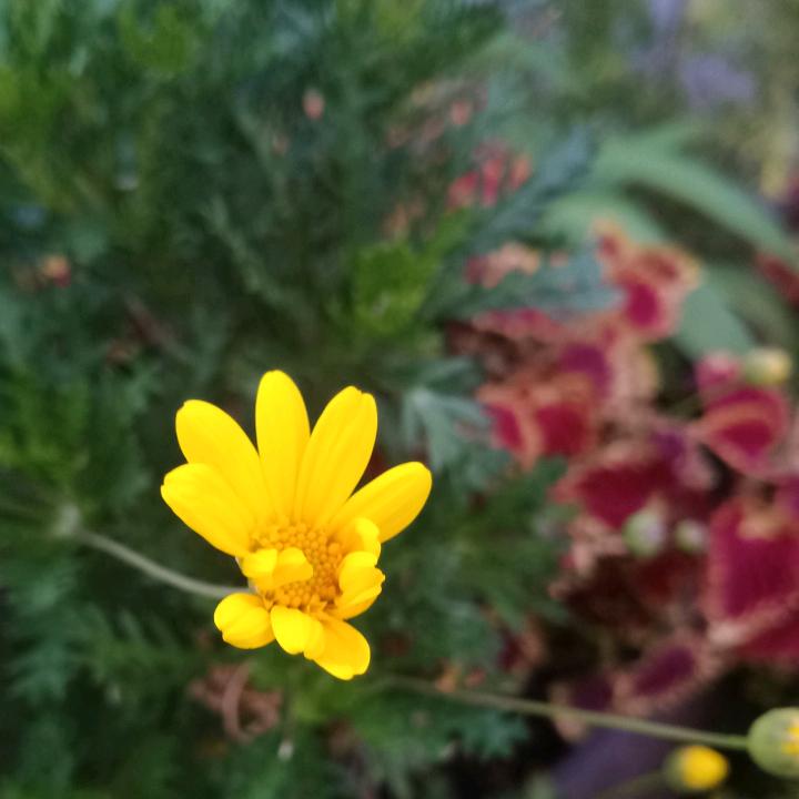 何清