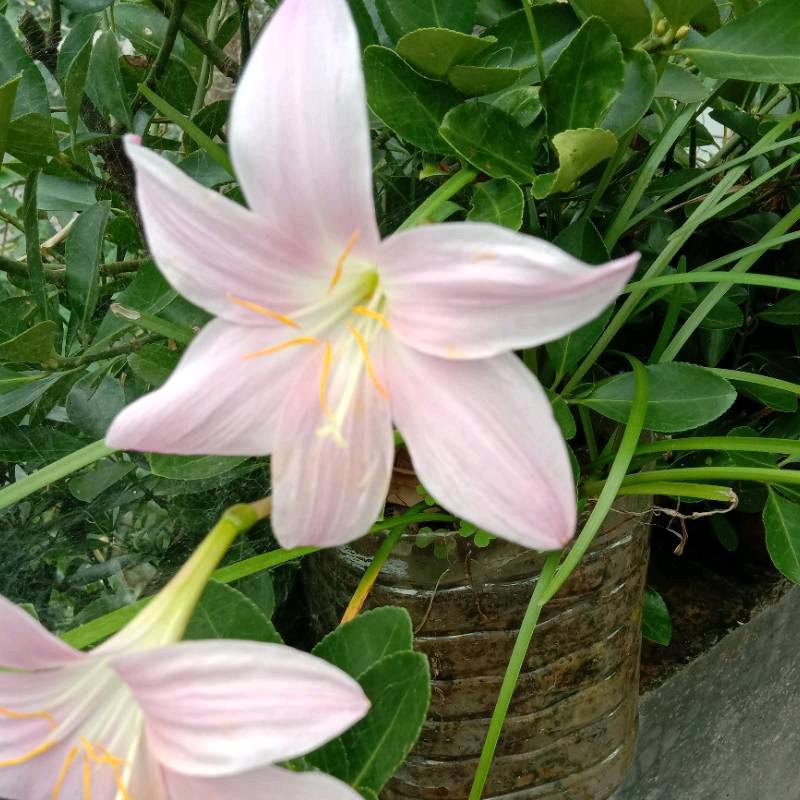 刘宗敏