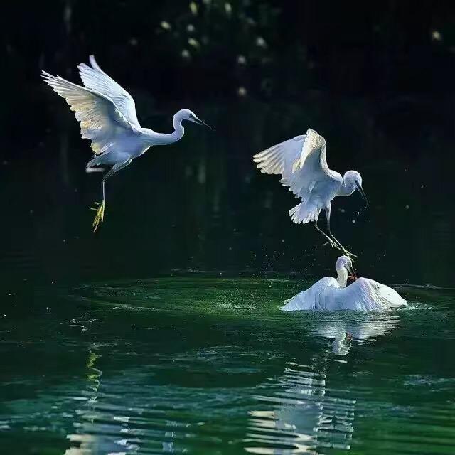 不夜天