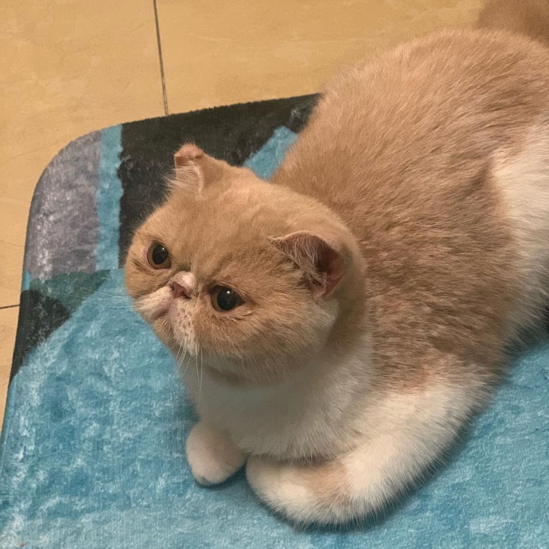 喵你个喵
