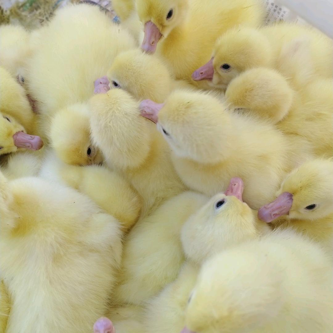 薛（学）以致用