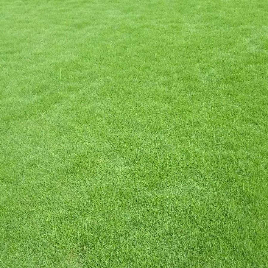 卖草皮的小哥哥