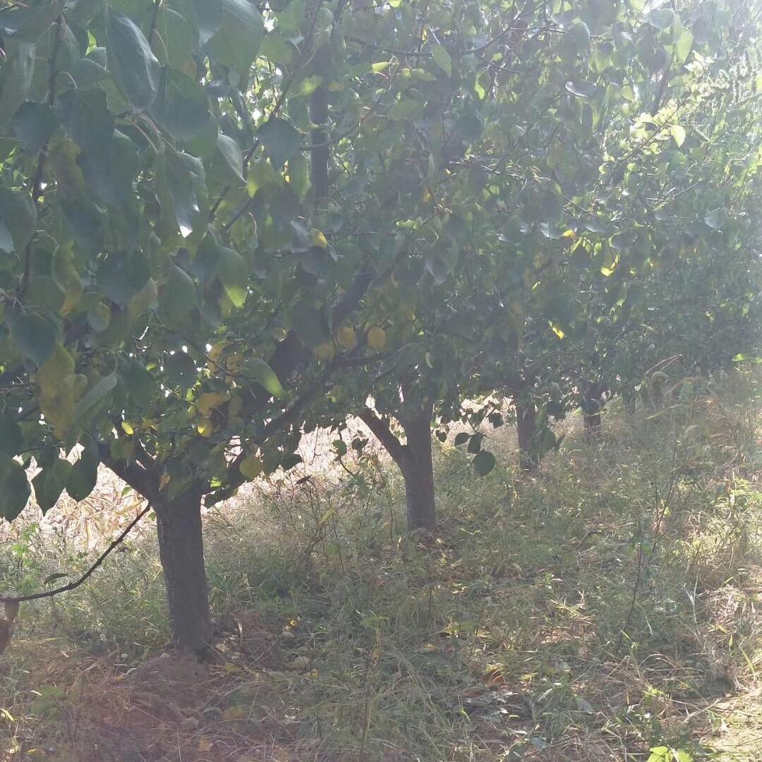 鹏源苗木果树基地
