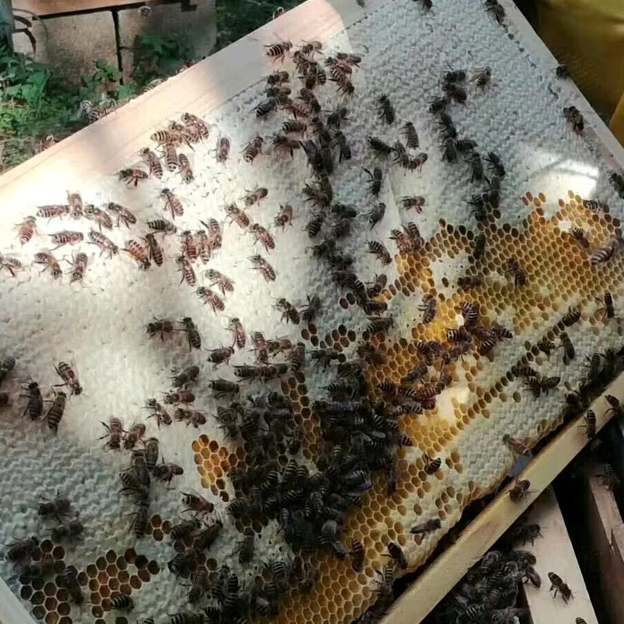 飞哥