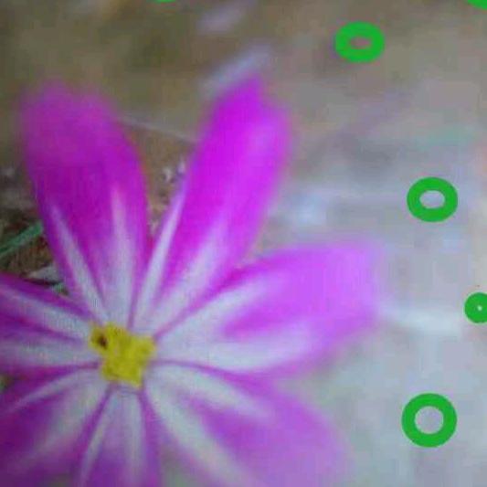春暖花盛开