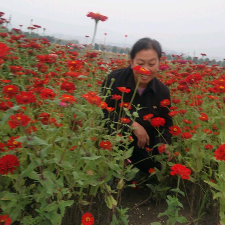 陈志莲