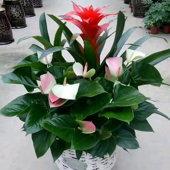 绿源花卉园艺