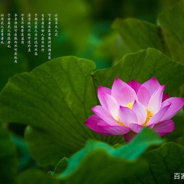 莲li