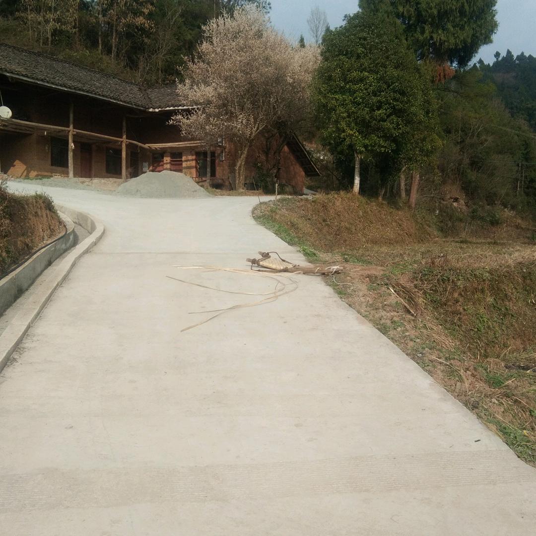 。天山雪莲