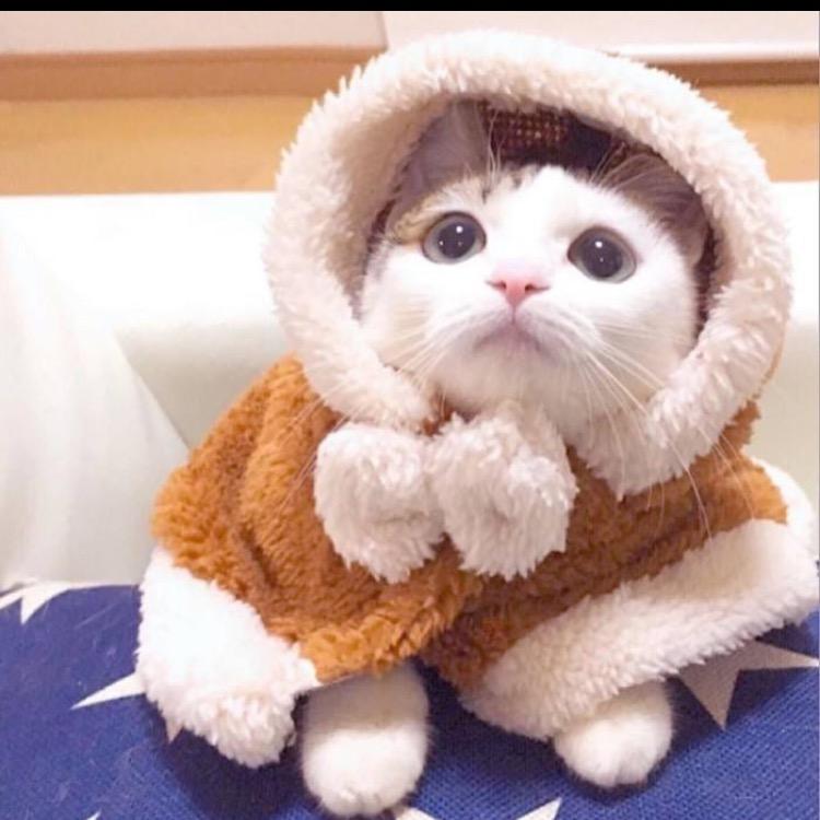 陈艳.