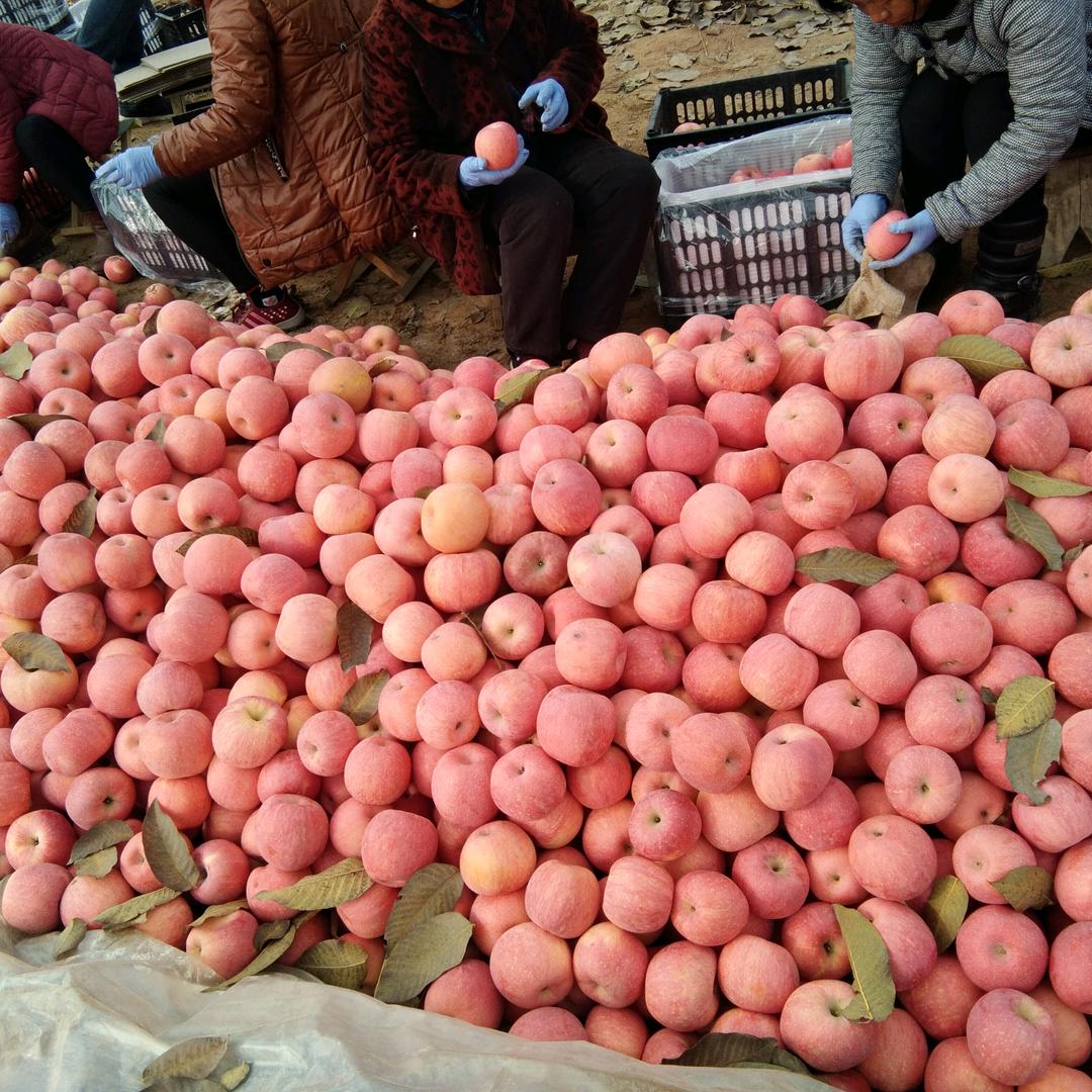 尧都区城隍（杰丰农业服务站）